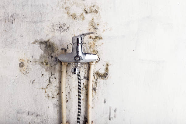 Best Mold Cleaning Services  in Montrose, MI