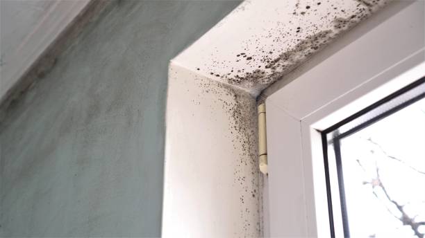 Best Crawl Space Mold Removal  in Montrose, MI