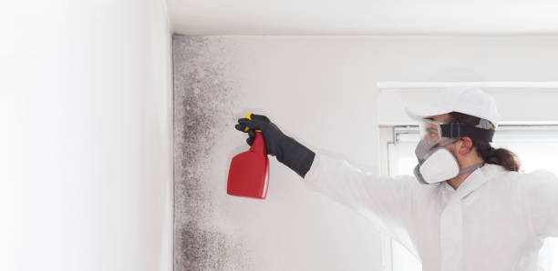 Best Mold Testing  in Montrose, MI