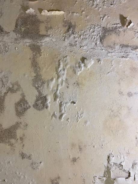 Best Mold Remediation  in Montrose, MI