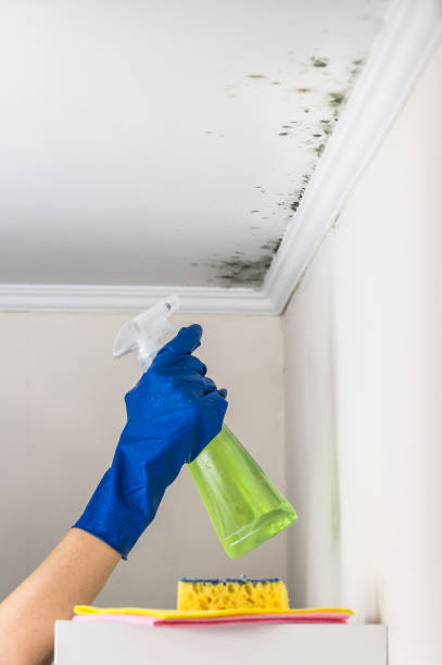 Best Professional Mold Removal  in Montrose, MI